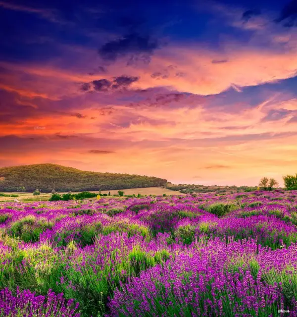 Tihany Lavender Field, Veszprem